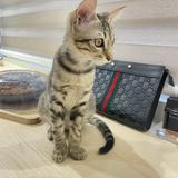 由 qqtfy33357 (刊登 ID 1384173762，圖片 1) 提交，位於 的 (類別：)，說明：。