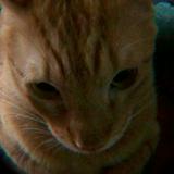 (Category: ) located in . Submitted by certified.ezz (Listing ID 1385314149, Image 1). Description: .