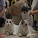 （分類：）位於 。 由 longchingma 提交（商品編號 1180958269，圖片 1）。簡介： 。