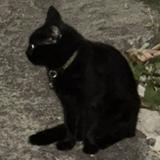 (Category: ) located in . Submitted by eajjjjj (Listing ID 1343241080, Image 1). Description: .