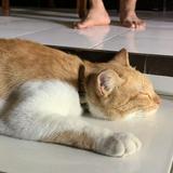 (Kategori: ) berada di . Dikirim oleh ndulce.dam (ID iklan 1385298302, Gambar 1). Deskripsi: .