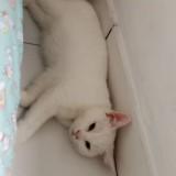 (Kategori: ) berada di . Dikirim oleh akunku.yangbaru (ID iklan 1382513375, Gambar 1). Deskripsi: .