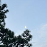 由 cindy._.1234 (刊登 ID 1382208154，圖片 1) 提交，位於 的 (類別：)，說明：。