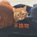 由 linlin41 (刊登 ID 1384745824，圖片 1) 提交，位於 的 (類別：)，說明：。