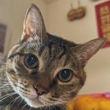 由 meowmeow_0618 (刊登 ID 1344358467，圖片 1) 提交，位於 的 (類別：)，說明：。