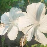 (Category: ) located in . Submitted by xhnzby (Listing ID 1344341631, Image 1). Description: .