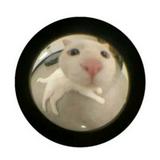 (Category: ) located in . Submitted by boonanas (Listing ID 1376710105, Image 1). Description: .
