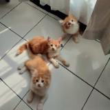 (Kategori: ) berada di . Dikirim oleh purrfectprlvd (ID iklan 1380034676, Gambar 1). Deskripsi: .