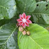 (Category: ) located in . Submitted by nutellanuttti (Listing ID 1404771559, Image 1). Description: .