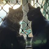 (Category: ) located in . Submitted by nwsushi0930 (Listing ID 1377787569, Image 1). Description: .