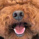 由 wufu._.woof (刊登 ID 1379630919，圖片 1) 提交，位於 的 (類別：)，說明：。