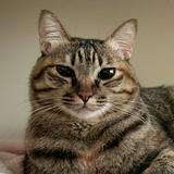 由 wycat (刊登 ID 1332439368，圖片 1) 提交，位於 的 (類別：)，說明：。