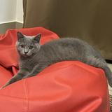 (Category: ) located in . Submitted by hezy0000 (Listing ID 1347055847, Image 1). Description: .