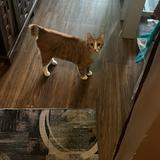 (Category: ) located in . Submitted by labubuzz (Listing ID 1385004734, Image 1). Description: .