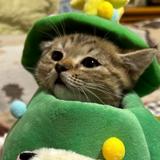 由 hi_kiwi (刊登 ID 1363556262，圖片 1) 提交，位於 的 (類別：)，說明：。