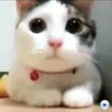 由 mikefantasy (刊登 ID 1352948066，圖片 1) 提交，位於 的 (類別：)，說明：。
