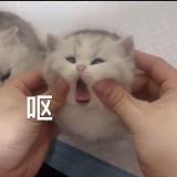(Category: ) located in . Submitted by ongsealzz (Listing ID 1381716743, Image 1). Description: .