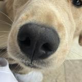 （分類：）位於 。 由 belloooo_oo 提交（商品編號 1369466093，圖片 1）。簡介： 。