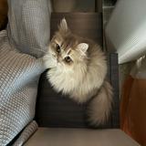 (分類:)位於 。 由 isellsomethingla 提交(商品編號 1467524472,圖片 1)。簡介: 。