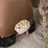 （分類：）位於 。 由 jinarmo22346 提交（商品編號 1385181552，圖片 1）。簡介： 。