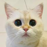 （分類：）位於 。 由 scotteche 提交（商品編號 1367068189，圖片 1）。簡介： 。