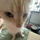 (Category: ) located in . Submitted by xmathias (Listing ID 1353103931, Image 1). Description: .