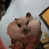 (Kategori: ) berada di . Dikirim oleh prelovedbyawiya (ID iklan 1373652804, Gambar 1). Deskripsi: .