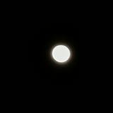 (Category: ) located in . Submitted by scruffyfluffy (Listing ID 1443045400, Image 1). Description: .