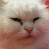 由 555ouo555 (刊登 ID 1382013933，圖片 1) 提交，位於 的 (類別：)，說明：。