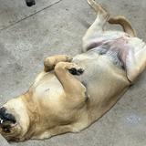 （分類：）位於 。 由 khggg 提交（商品編號 1319318333，圖片 1）。簡介： 。