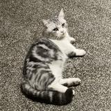 (Category: ) located in . Submitted by messmessymore (Listing ID 1344436962, Image 1). Description: .