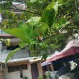(Category: ) located in . Submitted by niyadani (Listing ID 1454987708, Image 1). Description: .