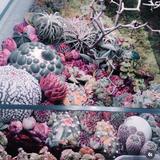 (Category: ) located in . Submitted by terrariumscapesg (Listing ID 1338119089, Image 1). Description: .