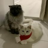 (Category: ) located in . Submitted by ragdoll_mummy (Listing ID 1379446647, Image 1). Description: .