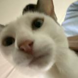 (Category: ) located in . Submitted by usersleeping (Listing ID 1366977922, Image 1). Description: .