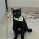 (Category: ) located in . Submitted by findcotton (Listing ID 1372298817, Image 1). Description: .