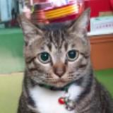（分類：）位於 。 由 happysoilcat 提交（商品編號 1362634134，圖片 1）。簡介： 。