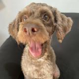 (Category: ) located in . Submitted by the_poodle (Listing ID 1371517044, Image 1). Description: .