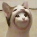 （分類：）位於 。 由 popcatstore 提交（商品編號 1381661543，圖片 1）。簡介： 。
