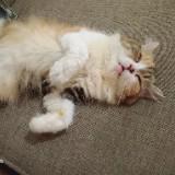 (Kategori: ) berada di . Dikirim oleh bajumur4h (ID iklan 1339561317, Gambar 1). Deskripsi: .