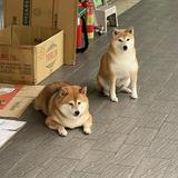 由 daxxythegreat (刊登 ID 1282723756，圖片 1) 提交，位於 的 (類別：)，說明：。