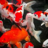 (Kategori: ) berada di . Dikirim oleh jual_yg_gakepake (ID iklan 1376236334, Gambar 1). Deskripsi: .