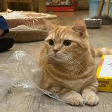 (Category: ) located in . Submitted by l.o.t. (Listing ID 1380928422, Image 1). Description: .