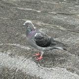 由 adriancelen (刊登 ID 1382153346，圖片 1) 提交，位於 的 (類別：)，說明：。