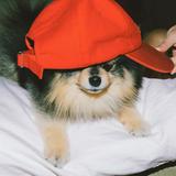 由 cc_2003 (刊登 ID 1384609370，圖片 1) 提交，位於 的 (類別：)，說明：。