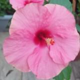 (Category: ) located in . Submitted by d3hani (Listing ID 1345962930, Image 1). Description: .