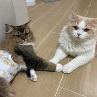 (分類:)位於 。 由 koecheung049713 提交(商品編號 1429726383,圖片 1)。簡介: 。