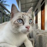 (Kategori: ) berada di . Dikirim oleh ohayou_melody (ID iklan 1368147063, Gambar 1). Deskripsi: .