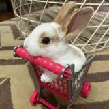 (Category: ) located in . Submitted by harithfadzilah (Listing ID 1384765258, Image 1). Description: .