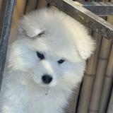 （分類：）位於 。 由 taylor.ng 提交（商品編號 1383181503，圖片 1）。簡介： 。